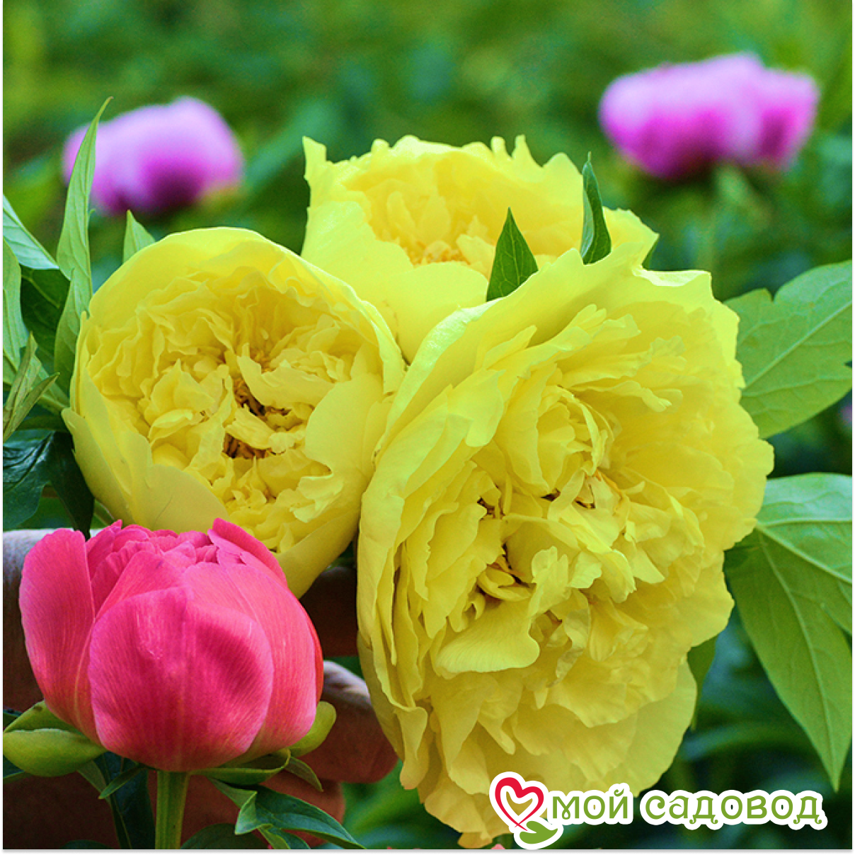 Пион травянистый Йуллоу Краун