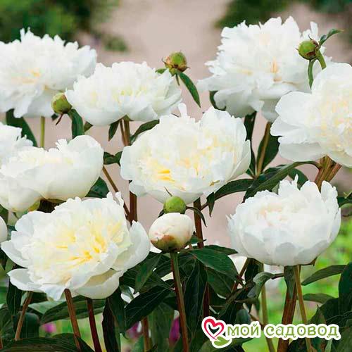 Пион Дюшес де Немур